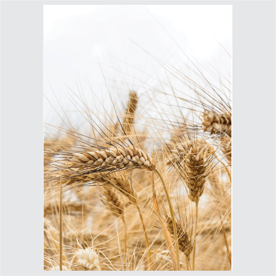 Wheat Field - Posteri (bez okvira) ili Slike Na Platnu (spremne za na zid)