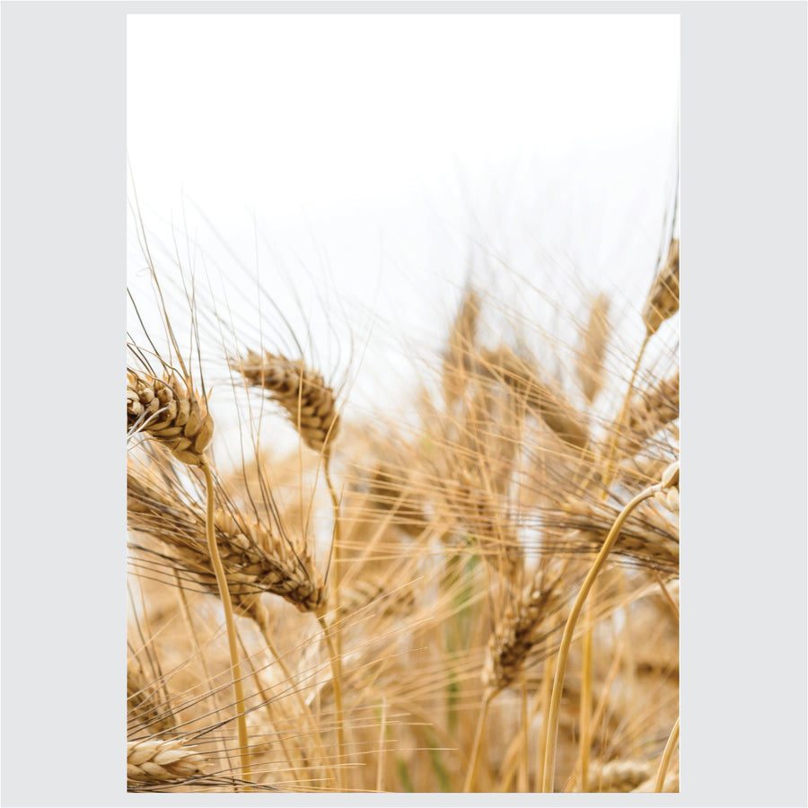 Wheat Field - Komplet ilustracija za dom