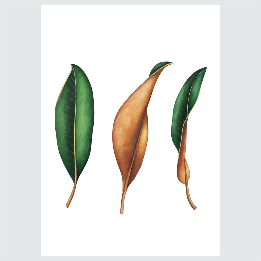 Leaf Life - Posteri (bez okvira) ili Slike Na Platnu (spremne za na zid)