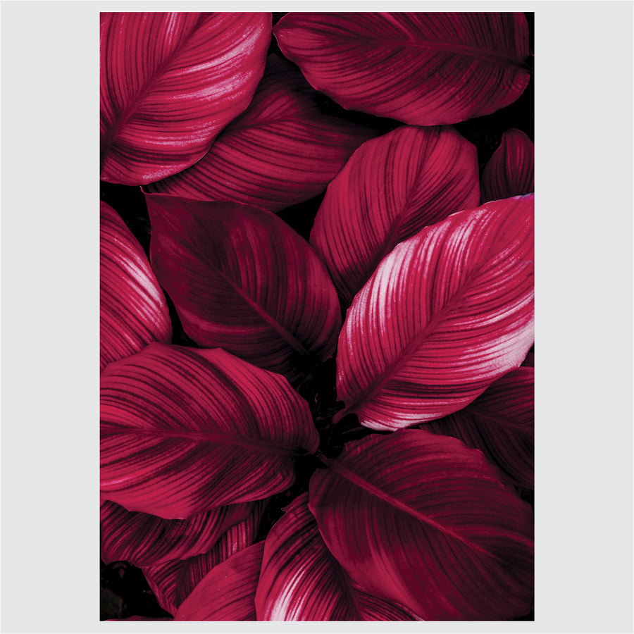 Fuchsia Leaves - Posteri (bez okvira) ili Slike Na Platnu (spremne za na zid)