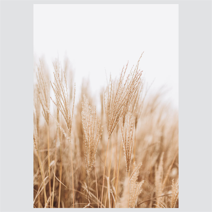 Dreaming Wheat - Posteri (bez okvira) ili Slike Na Platnu (spremne za na zid)