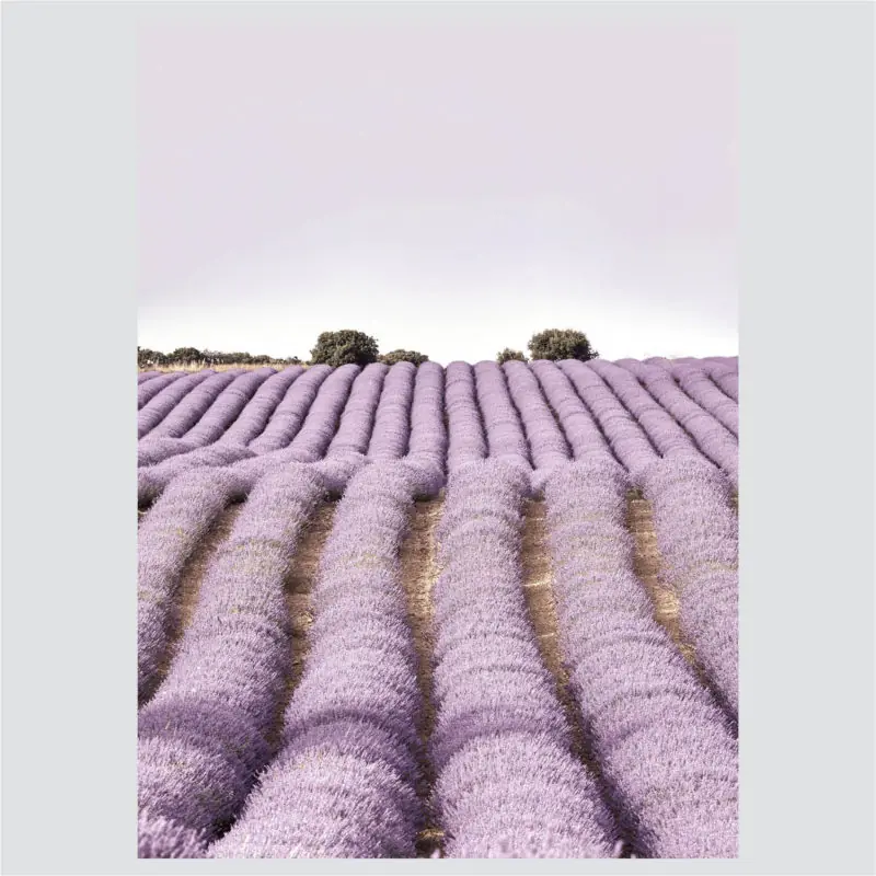 Posteri ili Slike na platnu | Lavish Lavandula - Slika 4