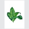 Posteri ili Slike na platnu | Leaf Collection - Slika 3