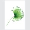 Posteri ili Slike na platnu | Leaf Collection - Slika 4