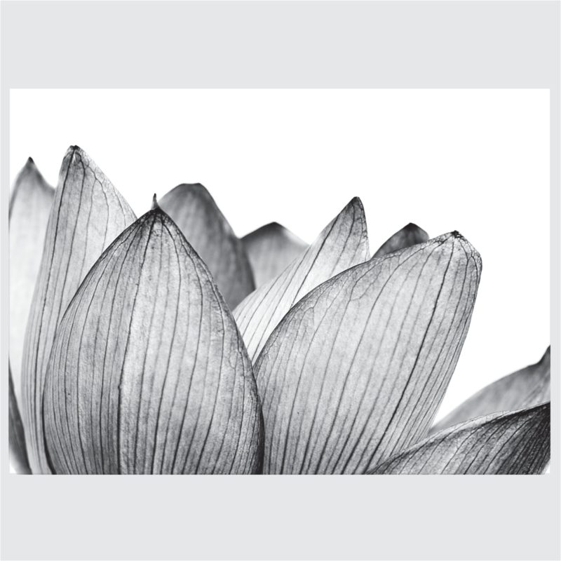 Posteri ili Slike na platnu | Lotus in Center - Slika 4