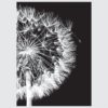 Posteri ili Slike na platnu | B&W Flowers Close Up - Slika 2