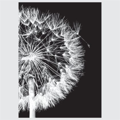 Posteri ili Slike na platnu | B&W Flowers Close Up