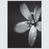 Posteri ili Slike na platnu | B&W Flowers Close Up - Slika 3