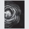 Posteri ili Slike na platnu | B&W Flowers Close Up - Slika 4