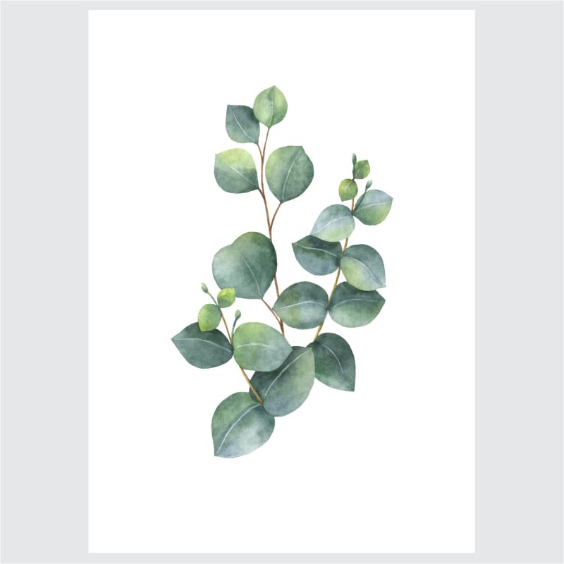 Kompleti Ilustracija Za Dom - Simple Eucalyptus - Komplet Ilustracija Za Dom