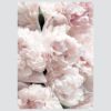 Posteri ili Slike na platnu | Gentle Bouquet - Slika 2