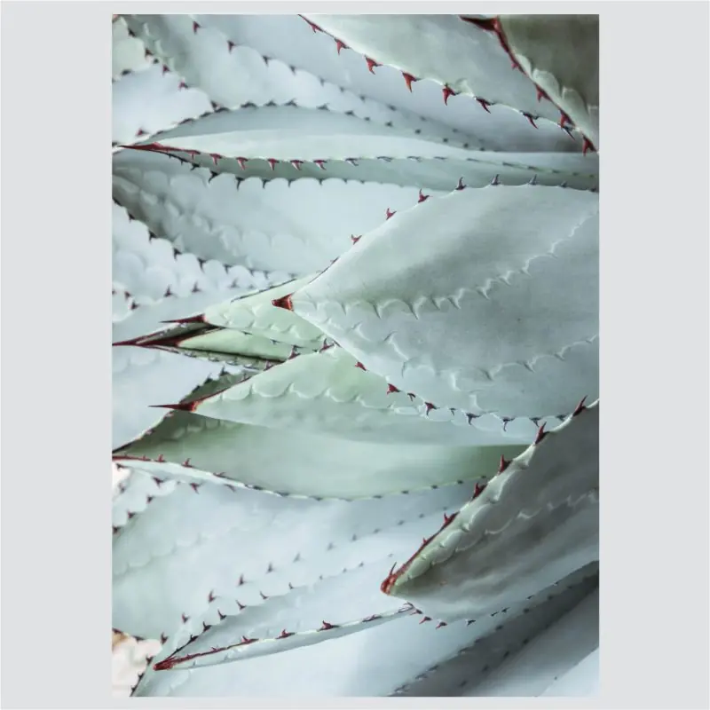 Posteri ili Slike na platnu | Succulents & Eucalyptus - Slika 4